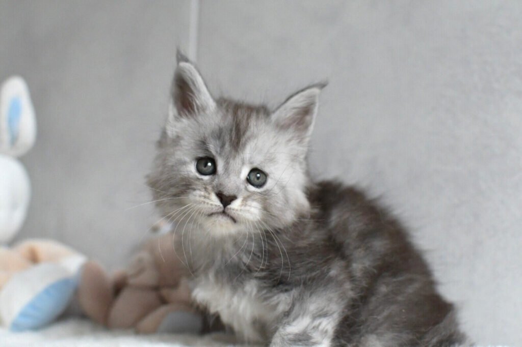 yuna chaton maine coon de 5 semaines